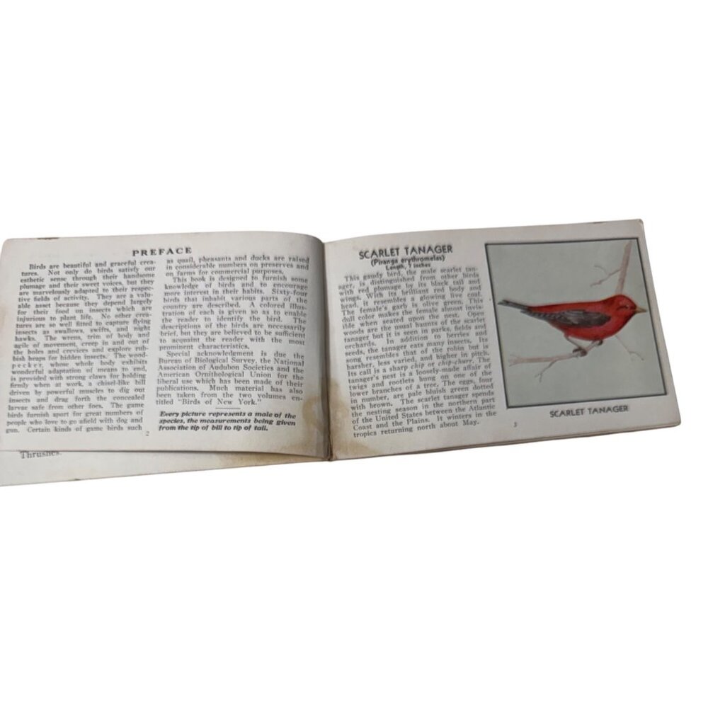 Vintage 1931 "The Green Book Of Birds Of America" By Frank G. Ashbrook - Picture 7 of 16